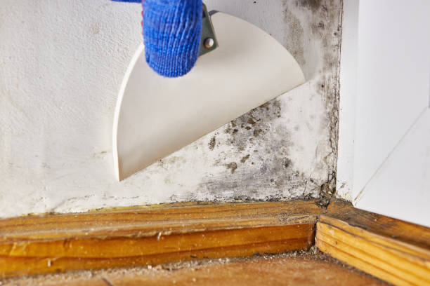 Best Mold Damage Restoration  in Addison, TX